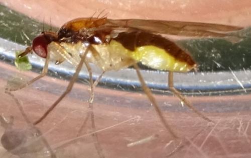 Chamaepsila longipennis